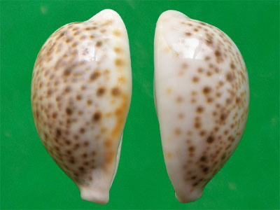  p>花豹宝螺(学名:cypraea pantherina )是腹足纲宝螺科的软体动物.