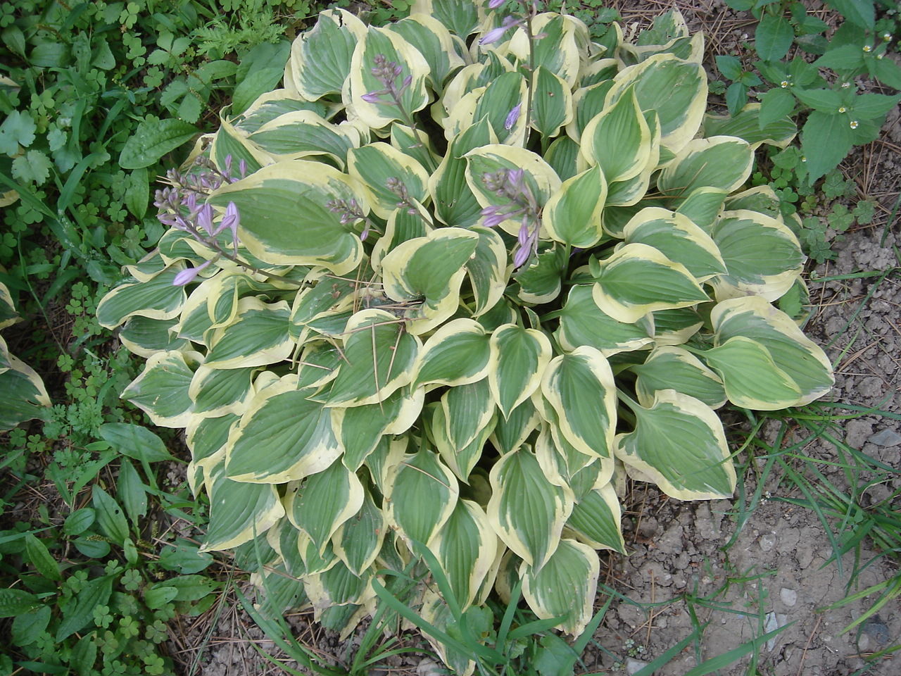  p>玉簪(学名: i>hosta plantaginea /i> (lam.) aschers.
