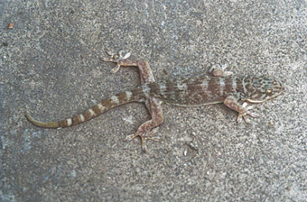  p>多疣壁虎( i>gekko japonicus /i>&nbsp;dumeril and bibron