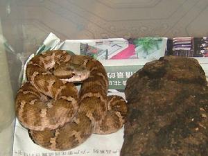 科 /a> a href="#">亚洲蝮属 /a>的爬行动物,俗名七寸子,七寸蛇麻布袋