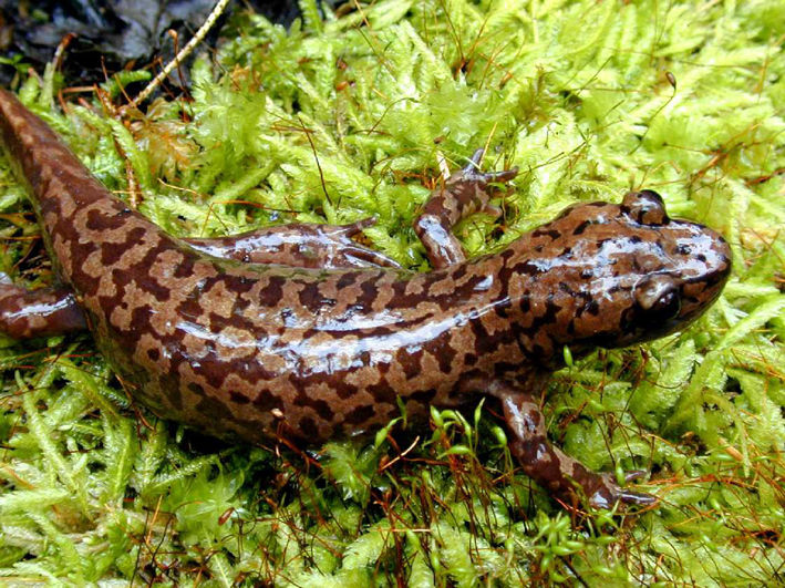 pacific giant salamander