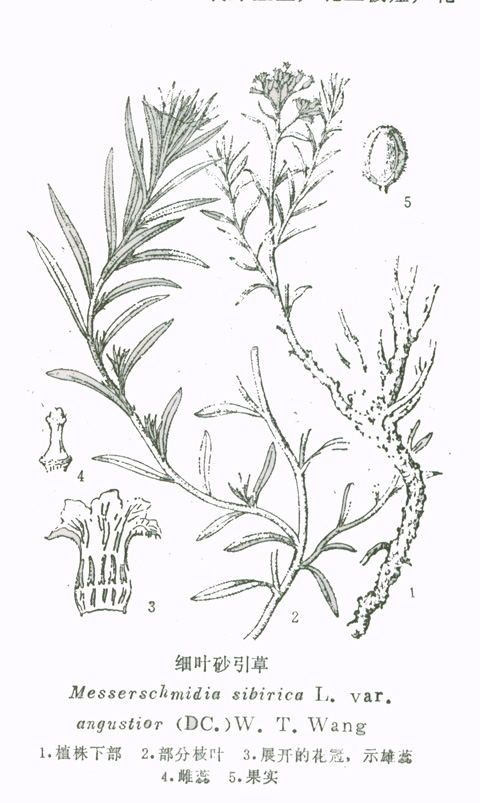 细叶砂引草(变种)