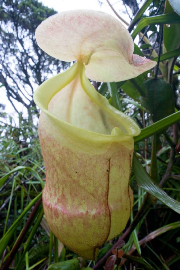 汉密吉伊坦山猪笼草