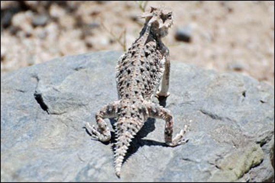  p>沙漠角蜥(学名:phrynosoma platyrhinos)是原生北美洲的中小型 a