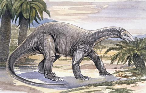 金沙江龙(chinshakiangosaurus)