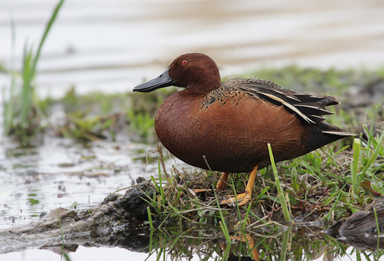  p>桂红鸭(学名: i>anas cyanoptera /i>):羽色特点因不同年龄和性别