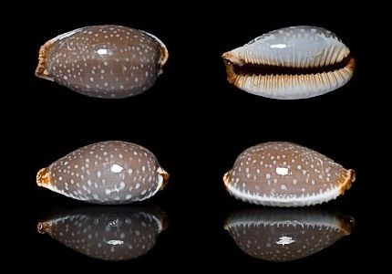  p>鸡皮宝螺(学名:staphylaea limacina limacina)是腹足纲宝螺科的 a