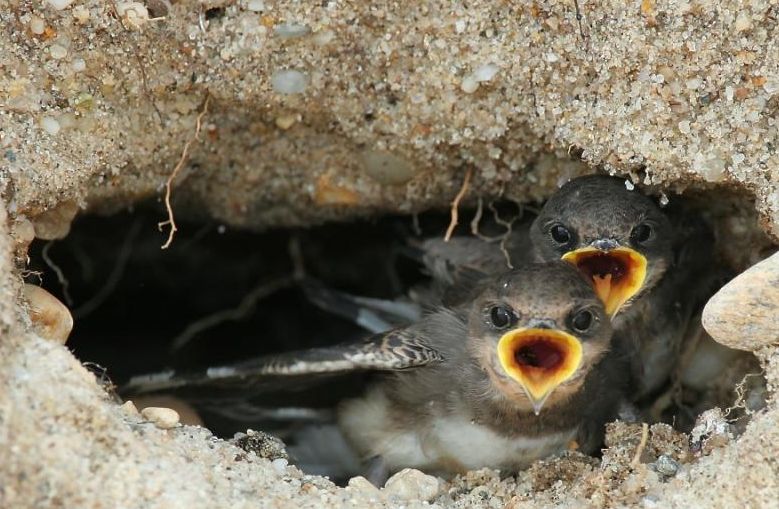 riparia riparia innominata