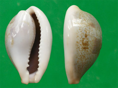 dorsal-blotched greenish cowry