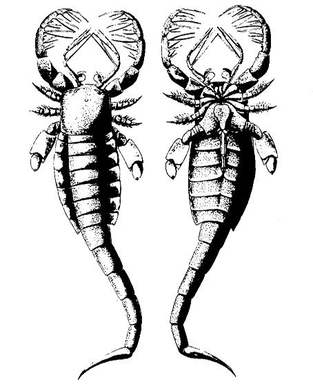  p>拟蟹体鲎paracarcinosoma,属板足鲎目; a target="_blank" href="