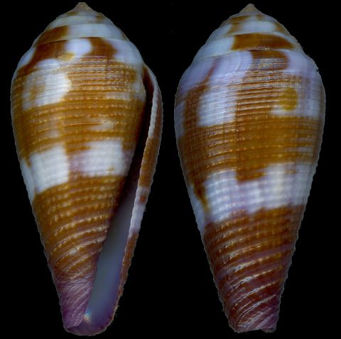  p>细线芋螺(学名:leporiconus tenuistriatus)壳表白色,有黑色或褐色