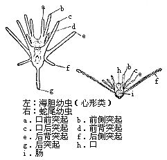  p>海胆幼虫,echinopluteus,海胆类继原肠胚以后的幼体类型,与成体的