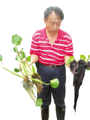 巨紫根小柄叶水葫芦