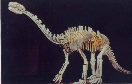  p>李氏蜀龙是一种中等大小的短颈型原始 a target="_blank" href="