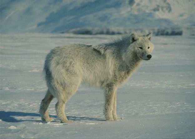  p>阿拉斯加苔原狼(学名:canis lupus tundrarum)是 a href="#" data