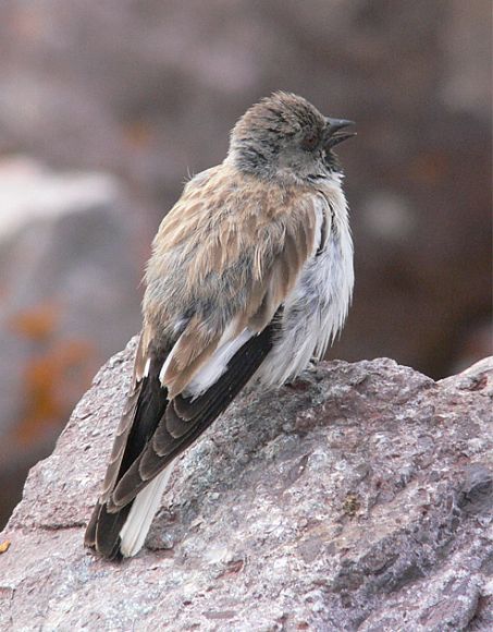 白斑翅雪雀蒙古亚种