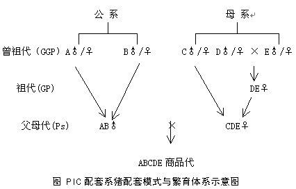 lemmaid="147315">猪 /a>育种公司,在30多个国家设有分公司和种猪基地