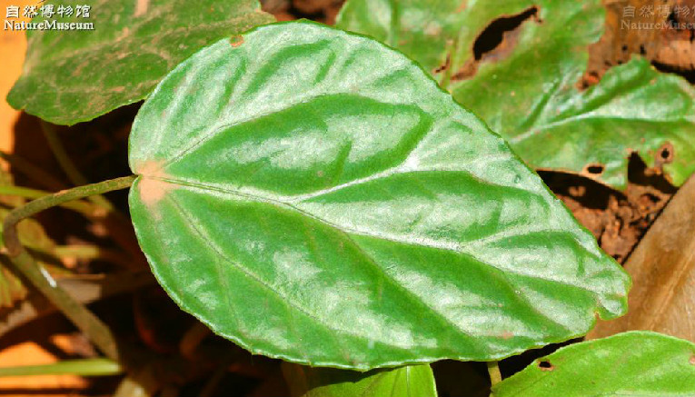 " href="/item/多年生">多年生 /a>草本植物,根状茎长圆柱状,叶均基生