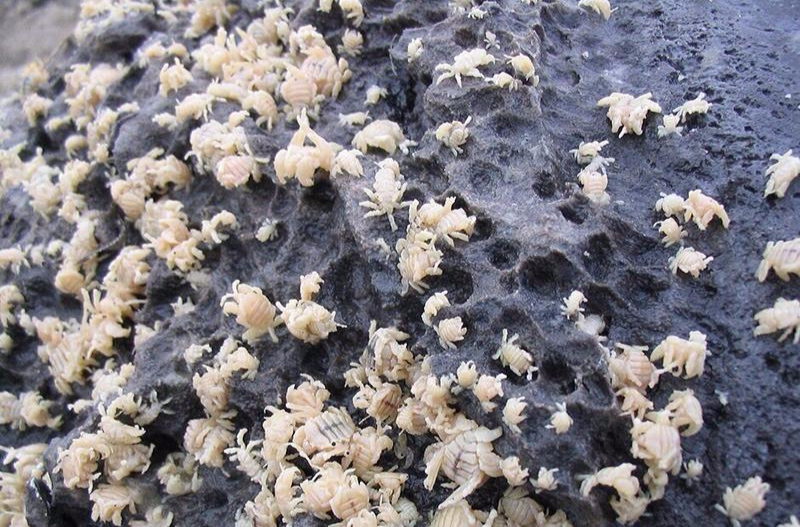  p>鲸虱(学名cyamidae)是 a href="#">节肢动物 /a>门软甲纲的海洋 a