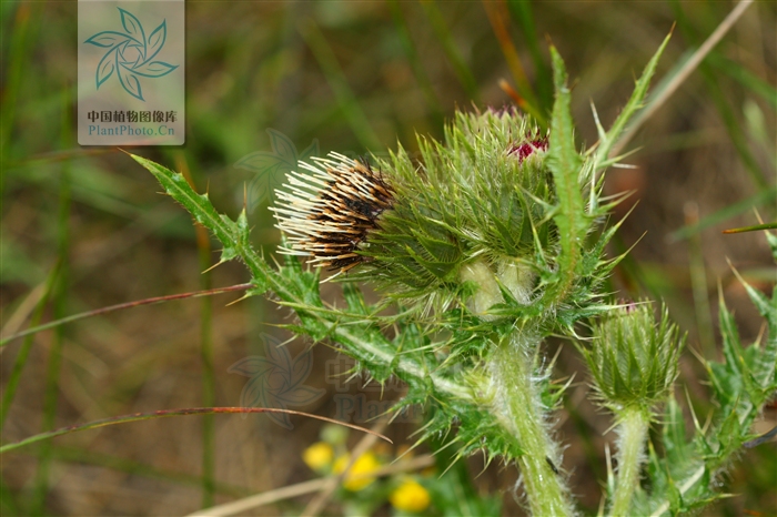  p>刺苞蓟(学名:cirsium henryi (franch.