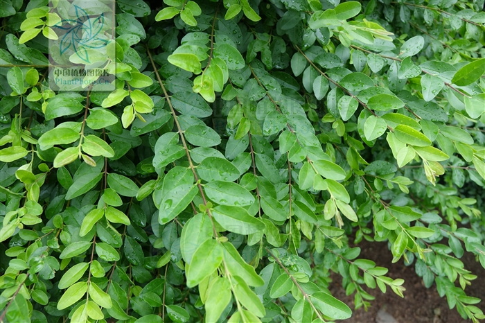 ligustrum gracile rehd.