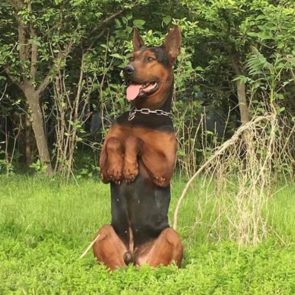  p>莱州红犬是中国的原生犬种,是一种 a href="#" data-lemmaid="