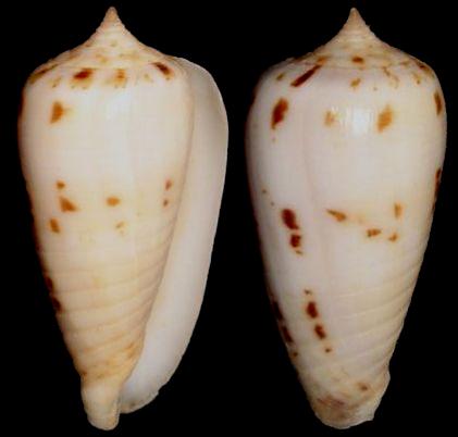 phasmoconus stramineus stramineus alveolus
