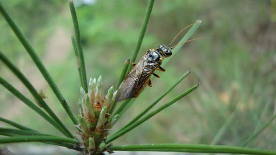 松扁叶蜂