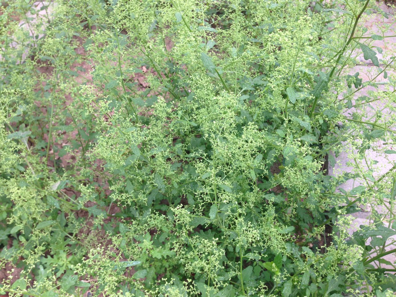  p>菊叶香藜是藜属一年生 a href="#" data-lemmaid="541696">草本 /a