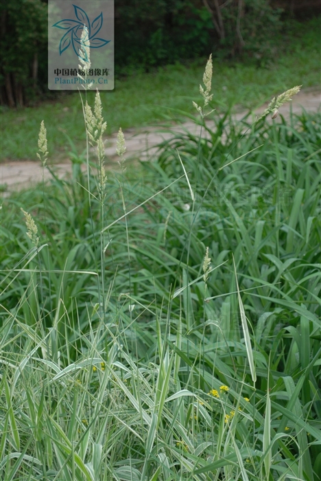 var. picta l.)是虉草变种.