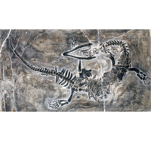 这一块是发现最大的一条贵州龙化石, 现收藏于贵州省安顺兴伟石博园内