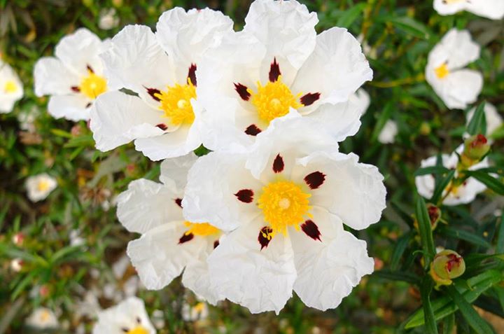 鼠尾草叶岩蔷薇