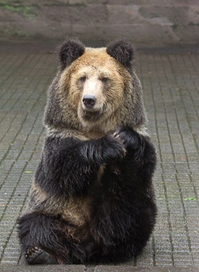 西藏棕熊(学名:ursus arctos pruinosus):是哺乳纲,熊科,<a