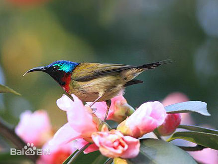  p>叉尾太阳鸟(学名: i>aethopyga latouchii /i>),别称燕尾太阳鸟,是