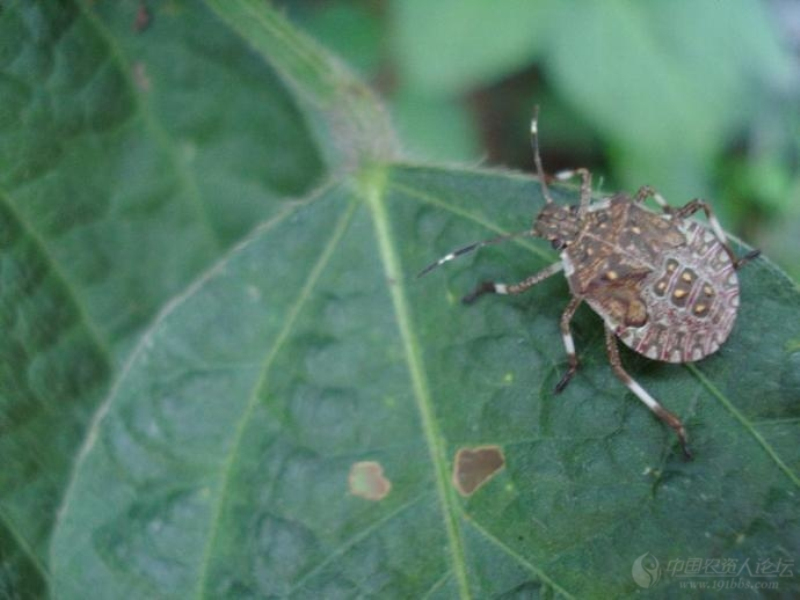  p>半翅目,异蝽科.