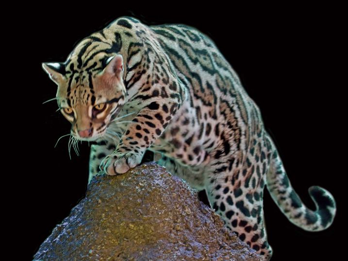 leopardus pardalis mitis