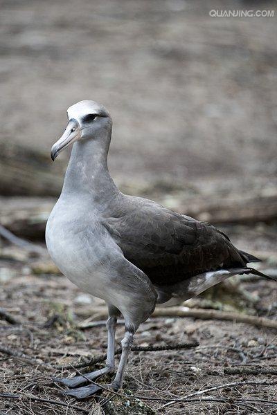  p>黑脚信天翁(学名: i>phoebastria nigripes /i>)为鹱形目 a target