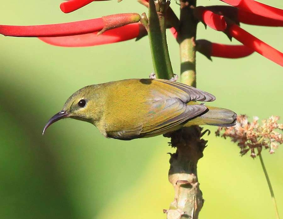  p>叉尾太阳鸟(学名: i>aethopyga latouchii /i>),别称燕尾太阳鸟,是