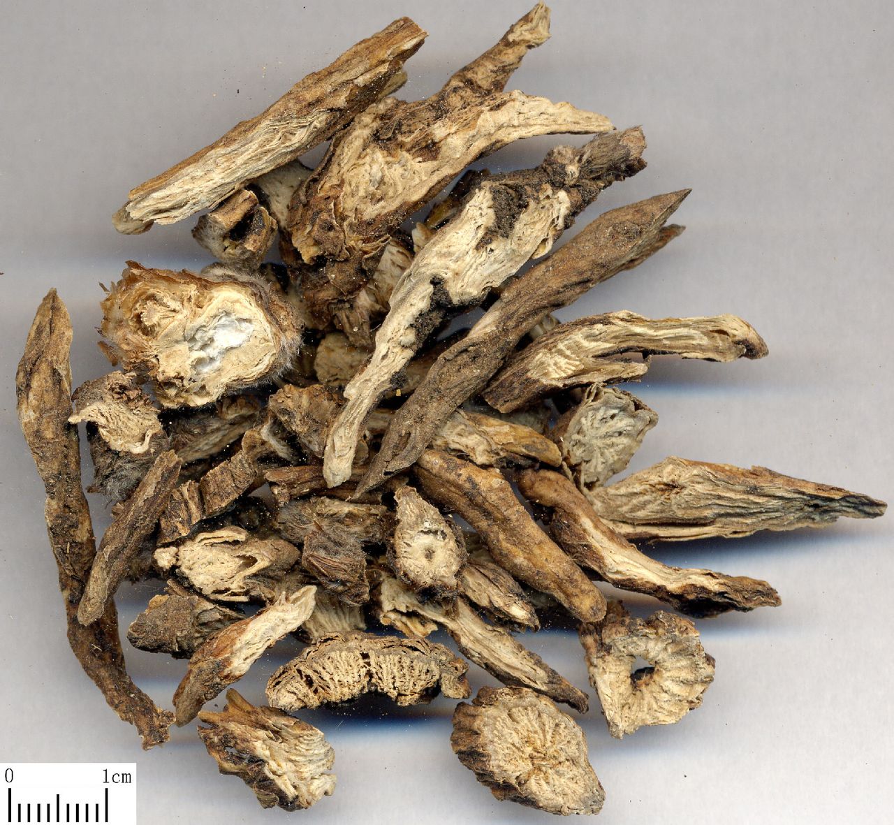 为毛茛科植物白头翁的干燥根.别名:野丈人,胡王使者,白头公等.