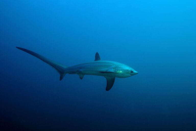 common thresher shark