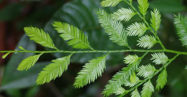 又称爪哇罗汉松,岭南罗汉松,爪哇松,异叶罗汉松,鸡毛松属常绿乔木.