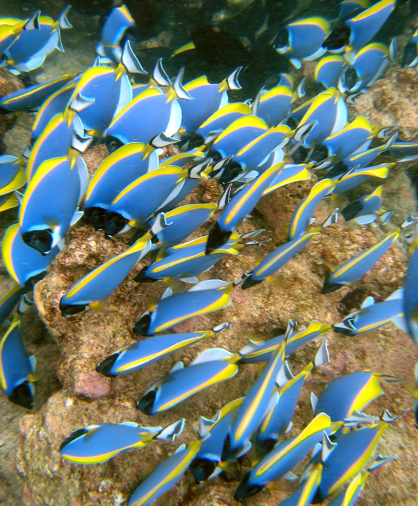  p>白胸刺尾鱼(学名:acanthurus leucosternon)