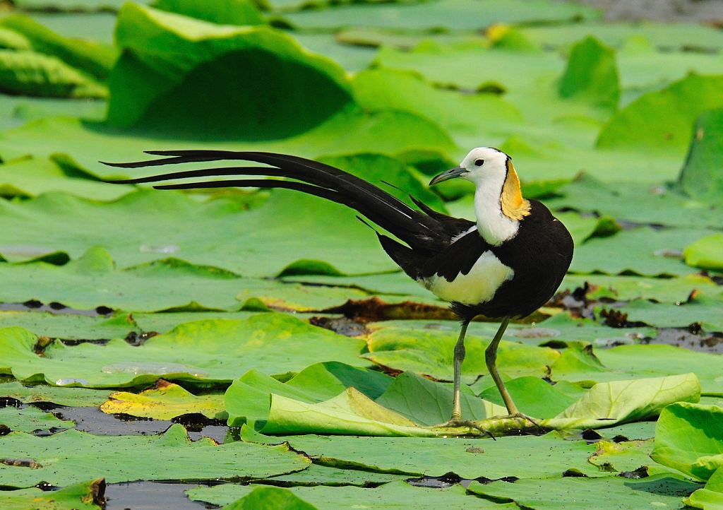 hydrophasianus chirurgus