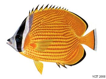  p>黄斑燕鳐,cypselurus katoptron,为飞鱼科燕鳐属的鱼类,暖水性上层