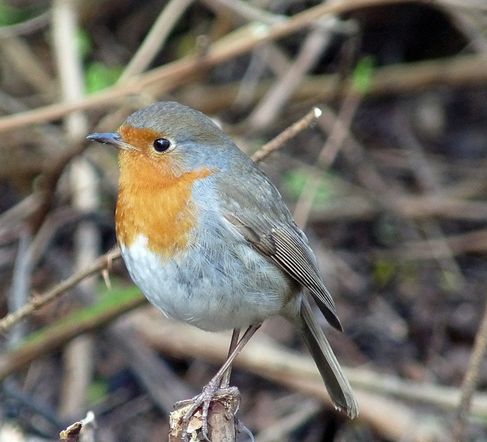 襟鸟">红襟鸟 /a>, a target="_blank" href="/item/知更雀/1855406"