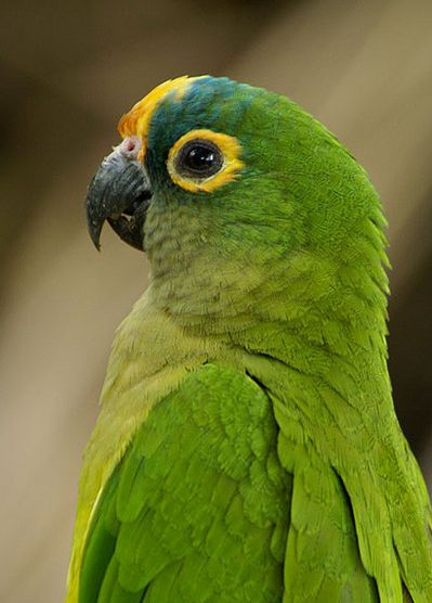 psittacus brasiliensis