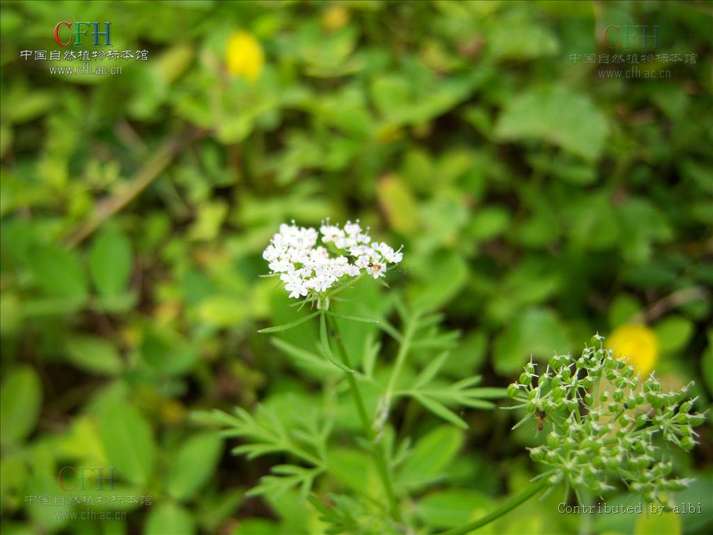 daucus carota l.