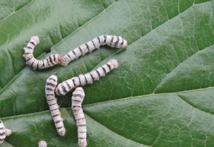 细长素斑;青白;茧次白,淡绿;椭圆,浅束间尖头;蛾体糙米色;蛾翅有花纹