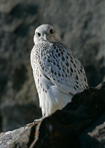  p>矛隼(学名: i>falco rusticolus /i>):是隼科的一种,体长60厘米