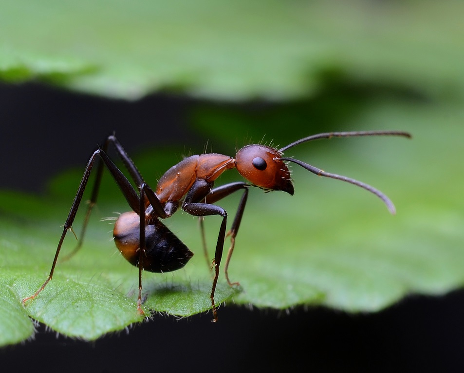  p>弓背蚁,又名巨山蚁,木匠蚁,为 a href="#" data-lemmaid="1535215"